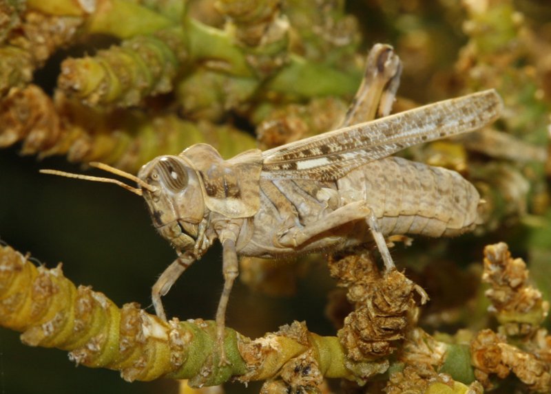 Dericorys%20carthagonovae_3549.jpg