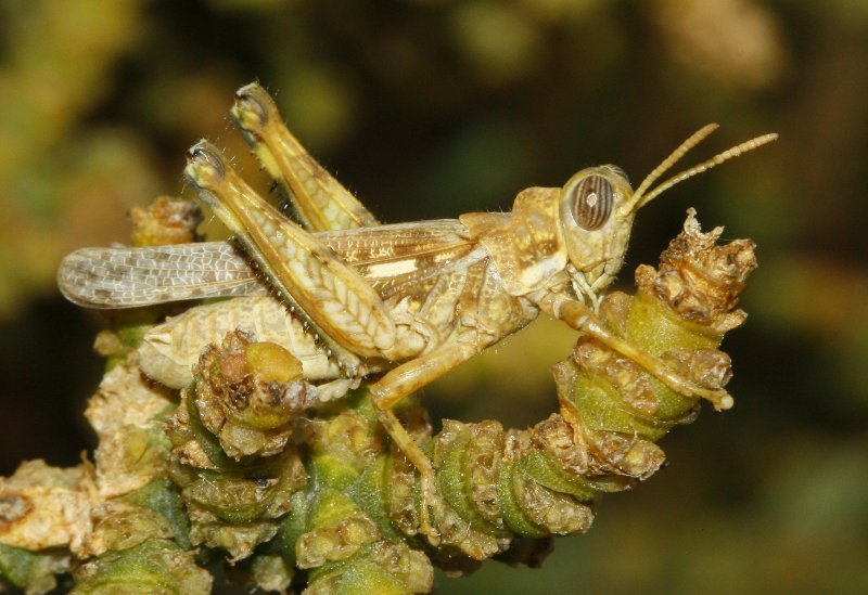 Dericorys%20carthagonovae_3567.jpg