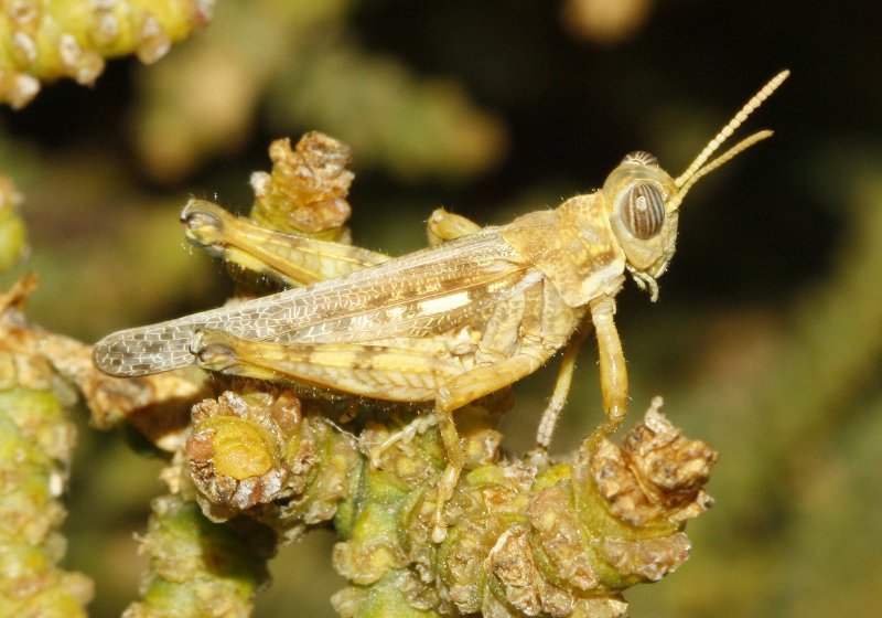 Dericorys%20carthagonovae_3658.jpg