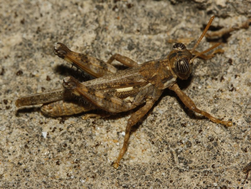 Dericorys%20carthagonovae_4356.jpg