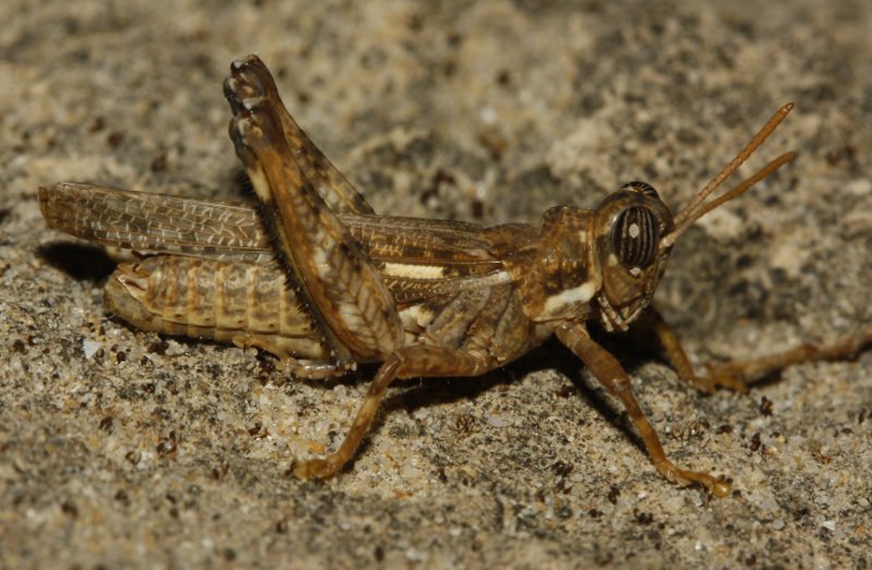 Dericorys%20carthagonovae_4358.jpg
