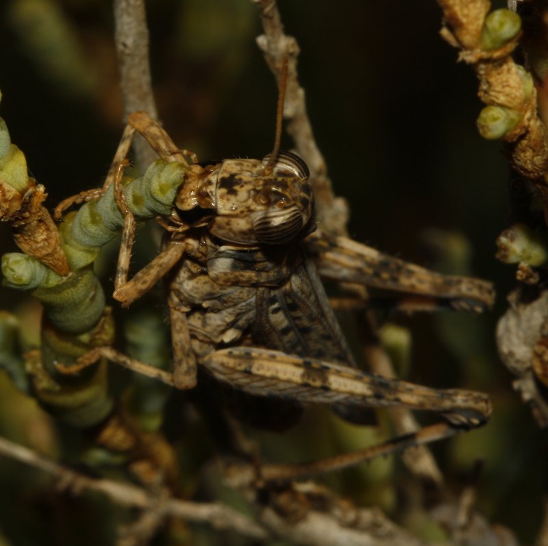 Dericorys%20carthagonovae_4723.jpg