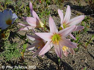 des_flor_sep-015.jpg