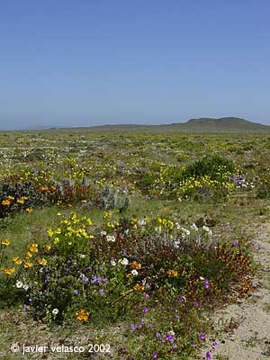des_flor_sep-091.jpg