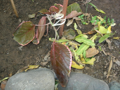 desc-injerto.JPG