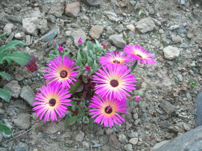 desc-jard%EDn%20sol.JPG