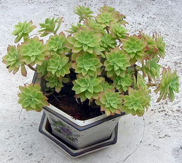 desconeguda-taula-pati-comp.jpg