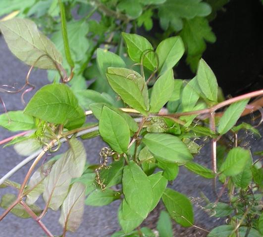 desconocida_531x480.jpg