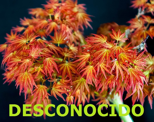 DESCONOCIDO.jpg