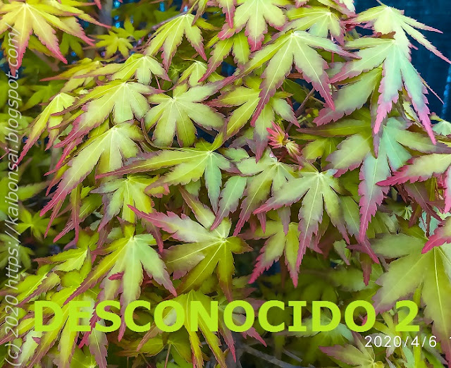 DESCONOCIDO2.jpg