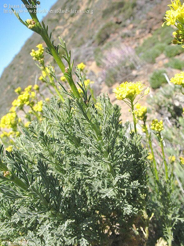 Descurainia-bourgeauana-(E.-Fourn.)-O.-E.-Schulz-103384.jpg