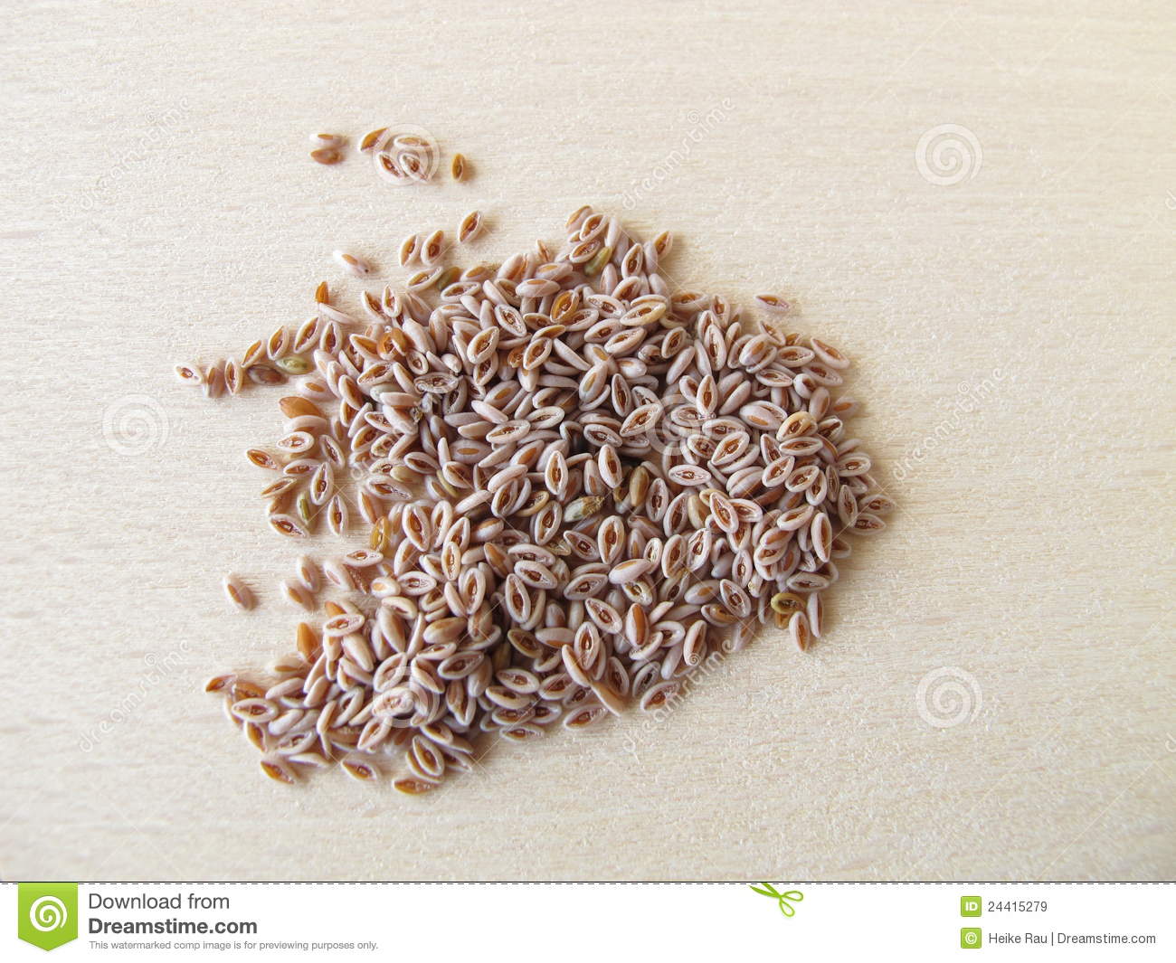 desert-indianwheat-seeds-plantaginis-ovatae-semen-24415279.jpg