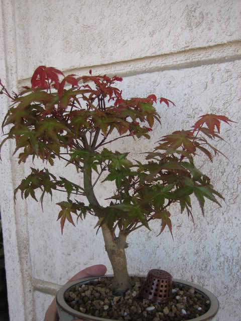 Deshojo_20080412_650.jpg
