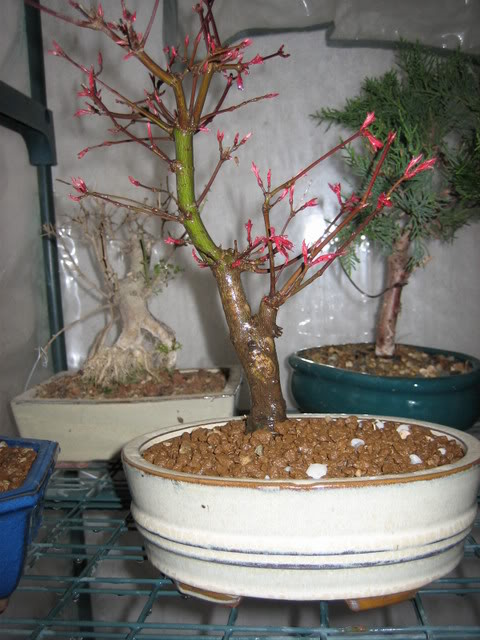 DeshojoMistral23-02-08_423.jpg
