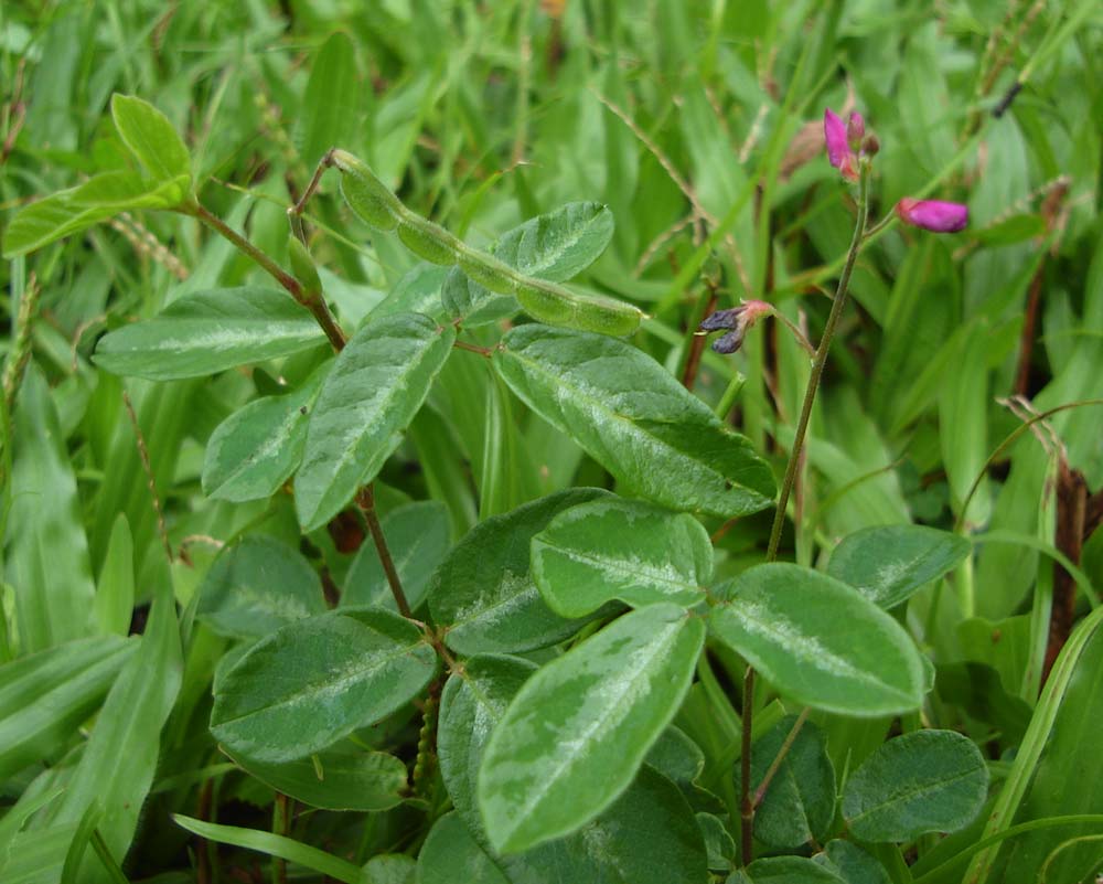 Desmodium_incanum_closeup.jpg