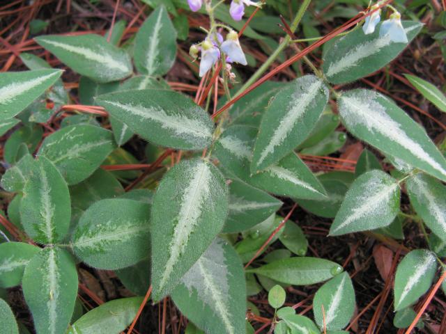 desmodium_uncinatum_mccleay.jpg
