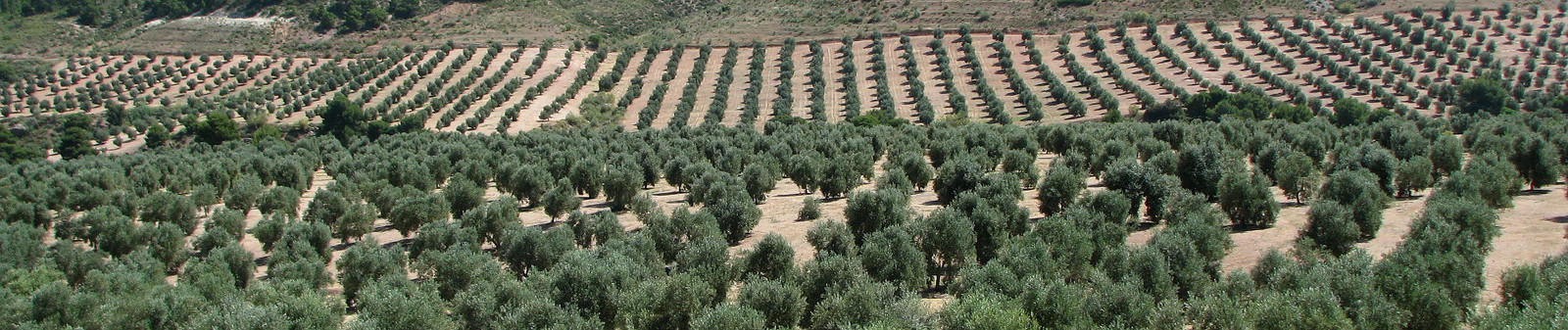 destacada-default.jpg