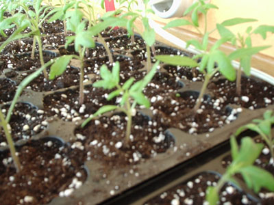det.%20tomate%208-04.JPG