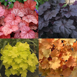 deta-100186.jpg