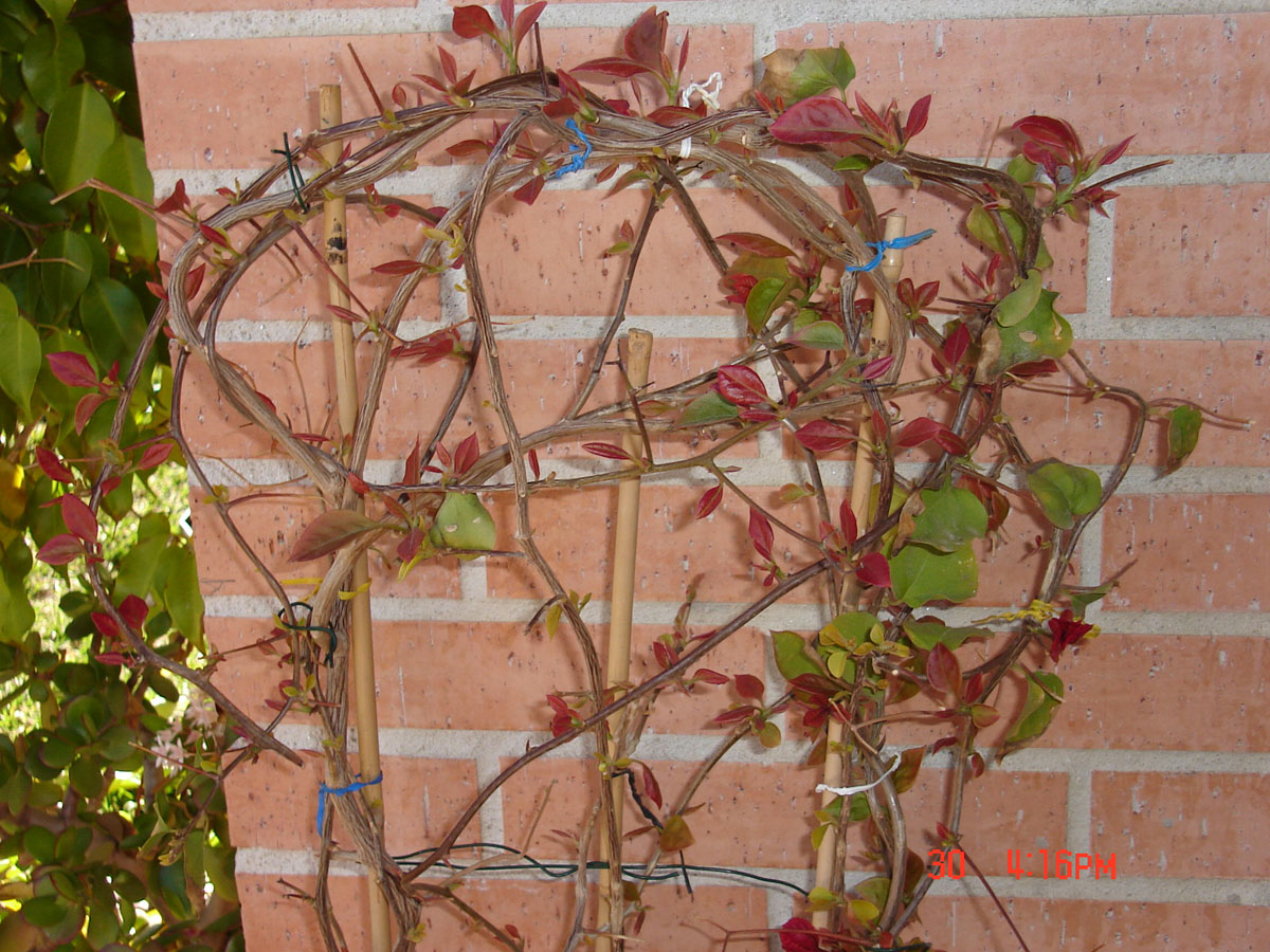 detalle%20bunganvilla%20febrero%7E0.jpg