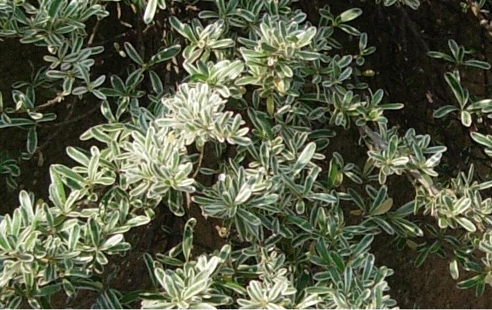 detalle%20hojas.JPG