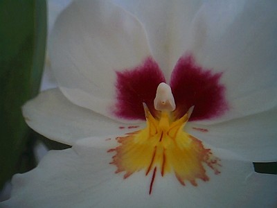 detalle%20miltonipsis%20blanca.JPG
