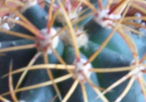 detalle%7E0.jpg