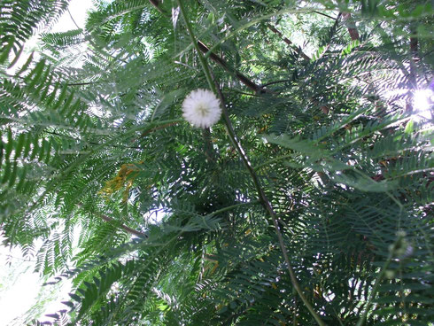 detalle-flor-acacia.jpg