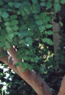detalle-hojas-ligeramente-o.jpg