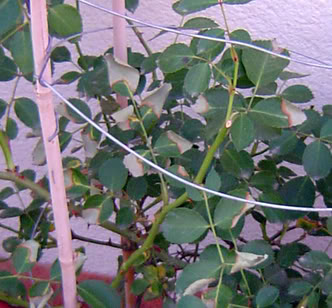 DETALLE.jpg