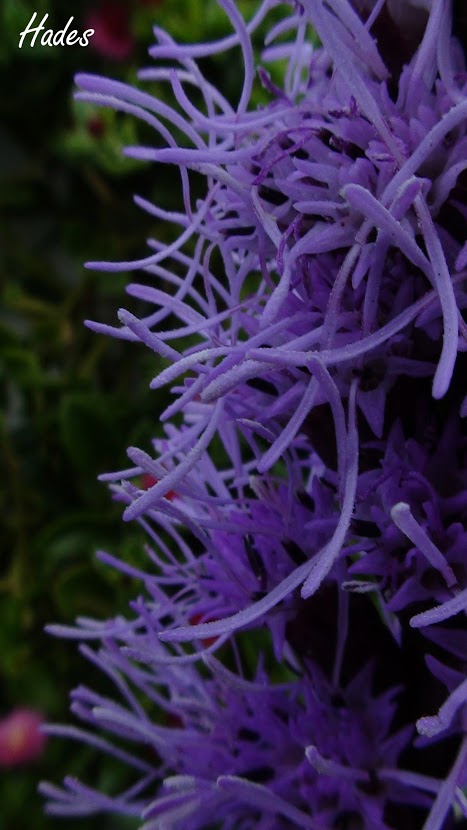 detalle.jpg