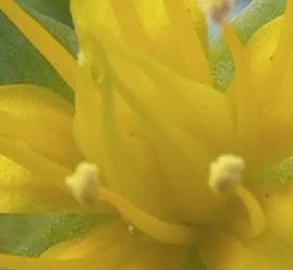 detalle1.jpg