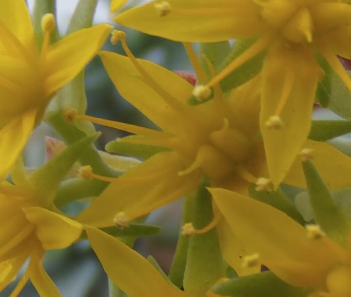 detalle4.jpg