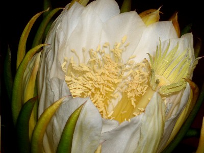 detalle_centro_flor_cactus.JPG