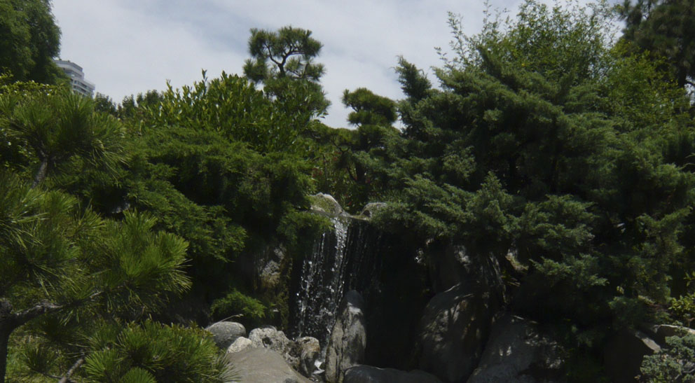 detalle_coniferas.jpg