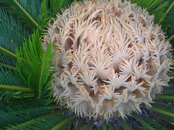 Detalle_de_la_flor_abriendose_06-07_reducida.jpg
