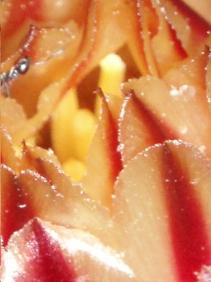 detalle_petalos_flor_cactus.JPG
