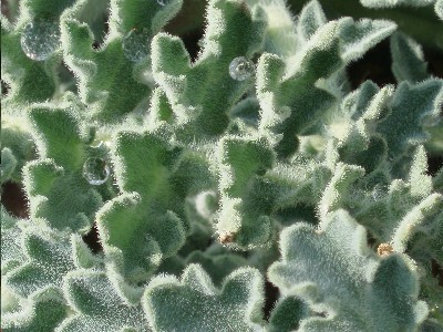 detalle_planta_crasa_silvestre_con_gotas_de_agua.JPG