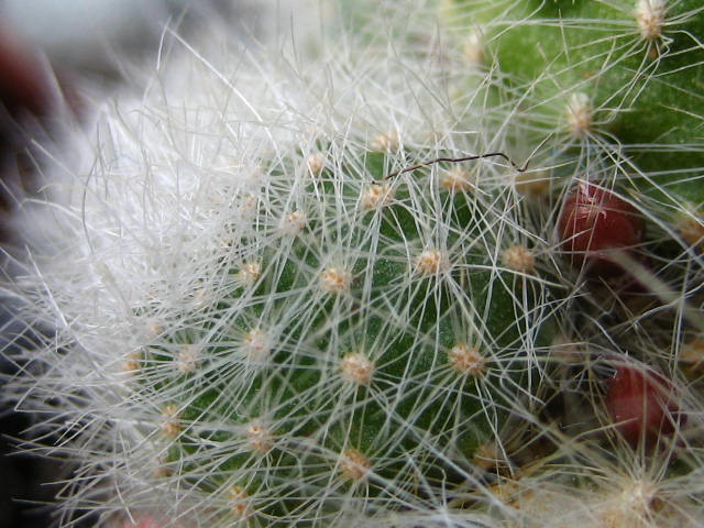 detallealbiflora.JPG