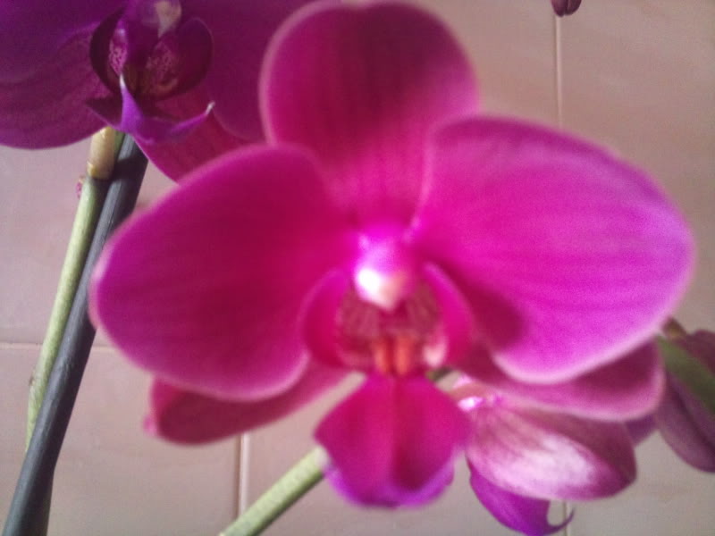 detalleflor3.jpg