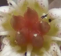 detalleflorecheveria1.jpg