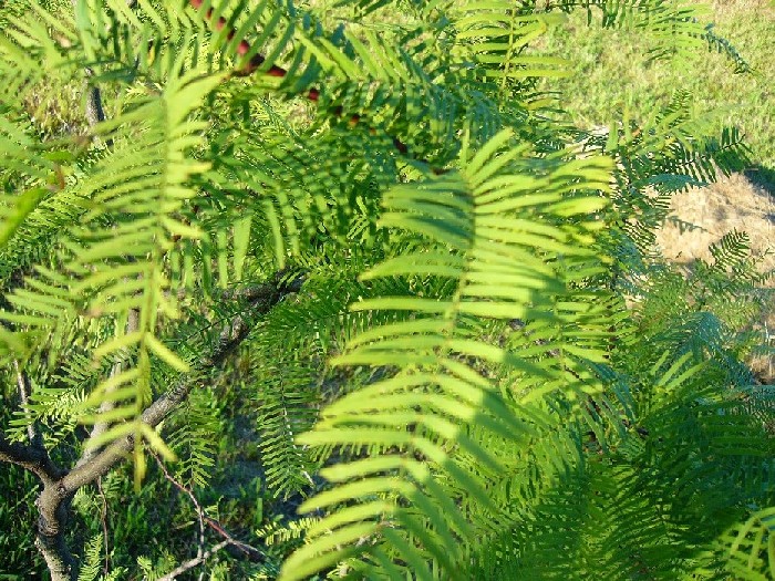 detallehojas.JPG