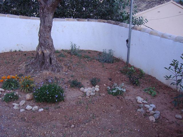 detalleolivo.JPG