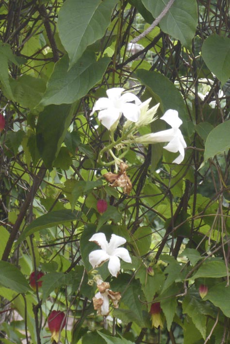 detalleP1100092.jpg