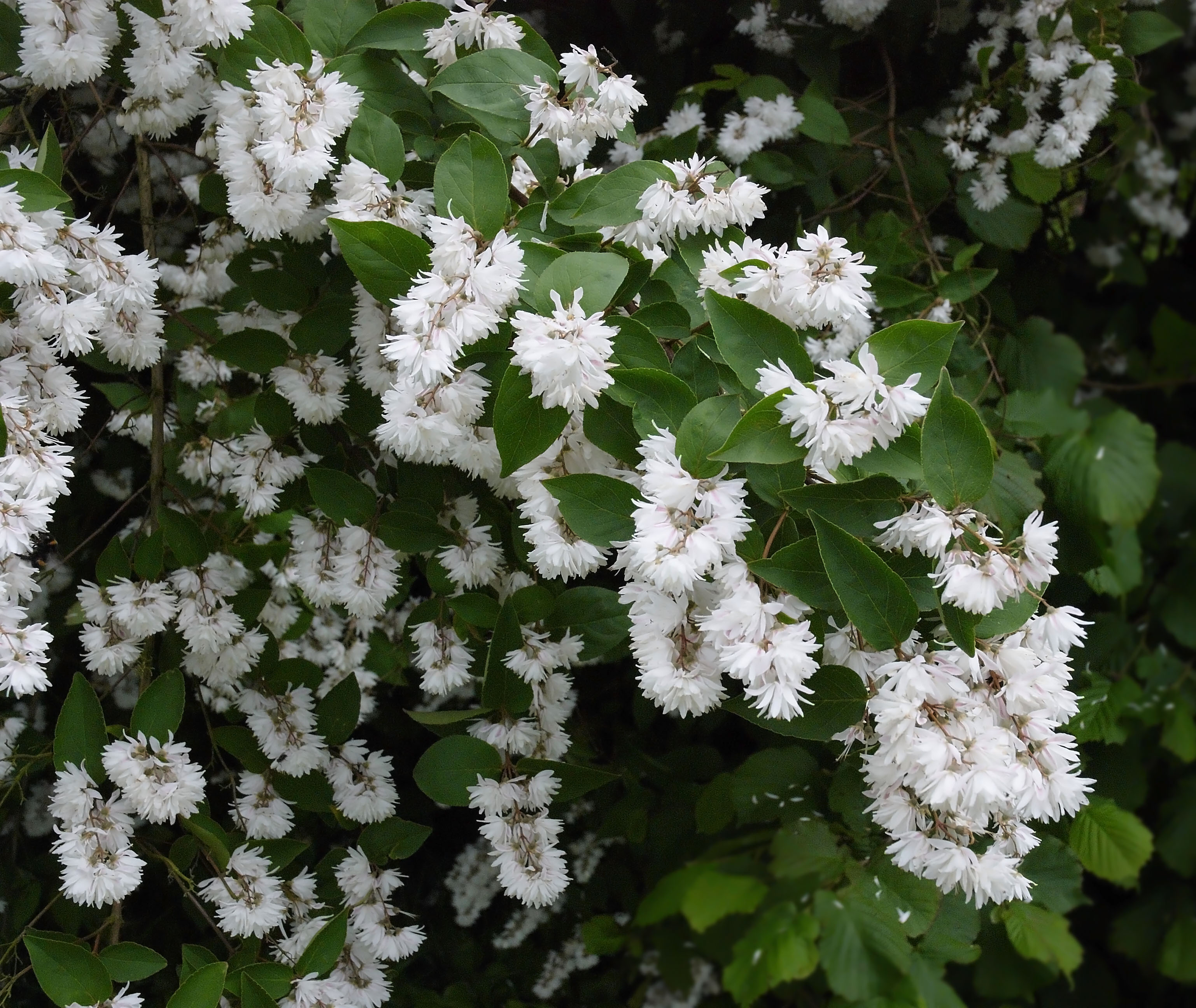 Deutzia_scabra_B.jpg