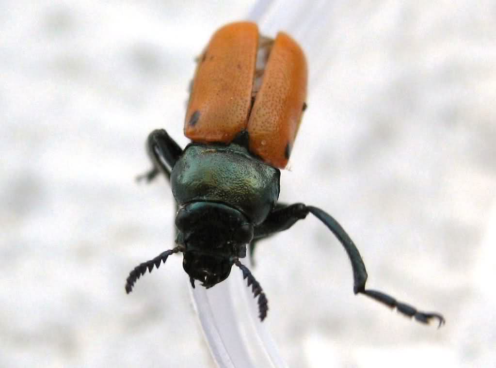 dgntl4.jpg