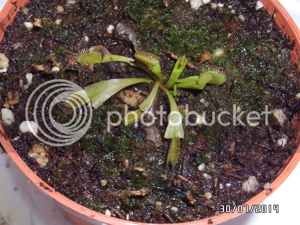 Di5_zpsc8481716.jpg