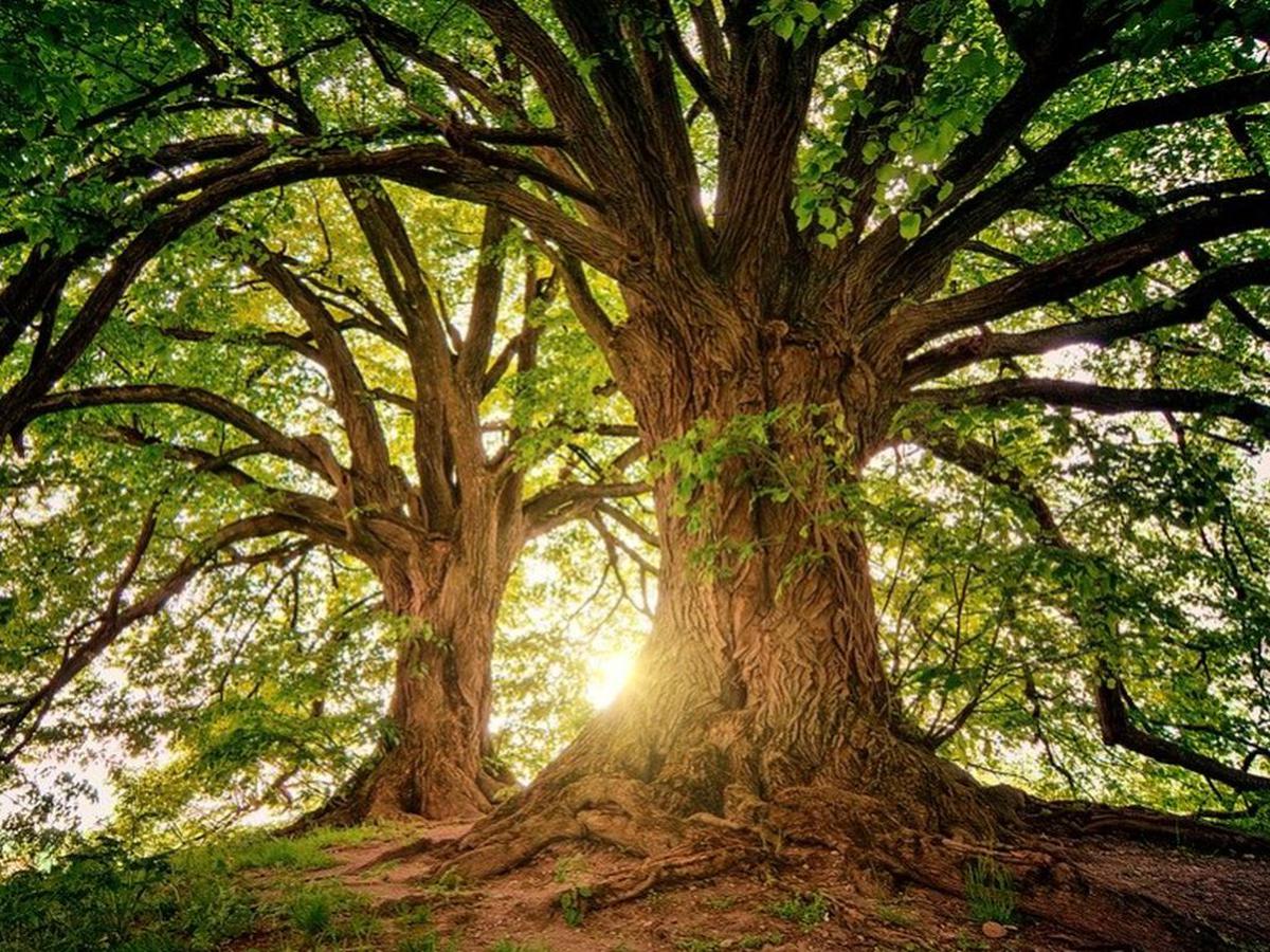 dia-del-arbol.jpg