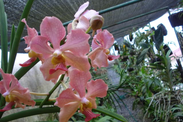 diadelmaestro001.jpg