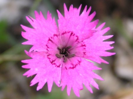 dianthus%20seguieri%2001.jpg